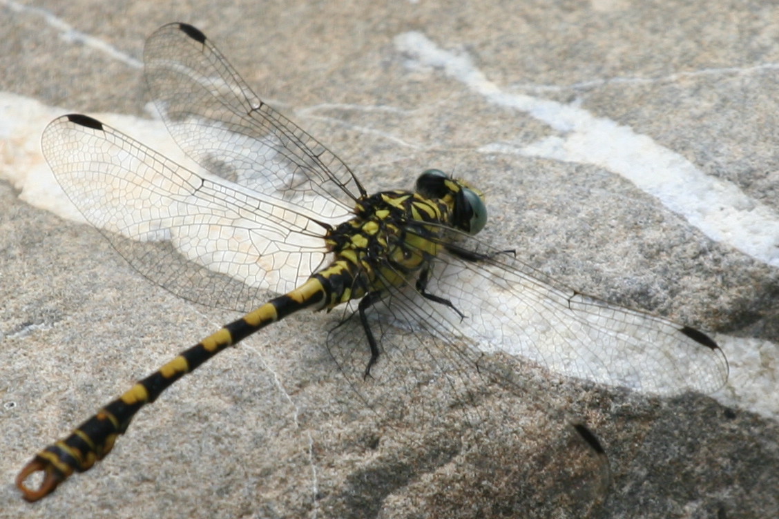libellula